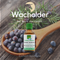 Wacholder - der Baum des Lebens.
