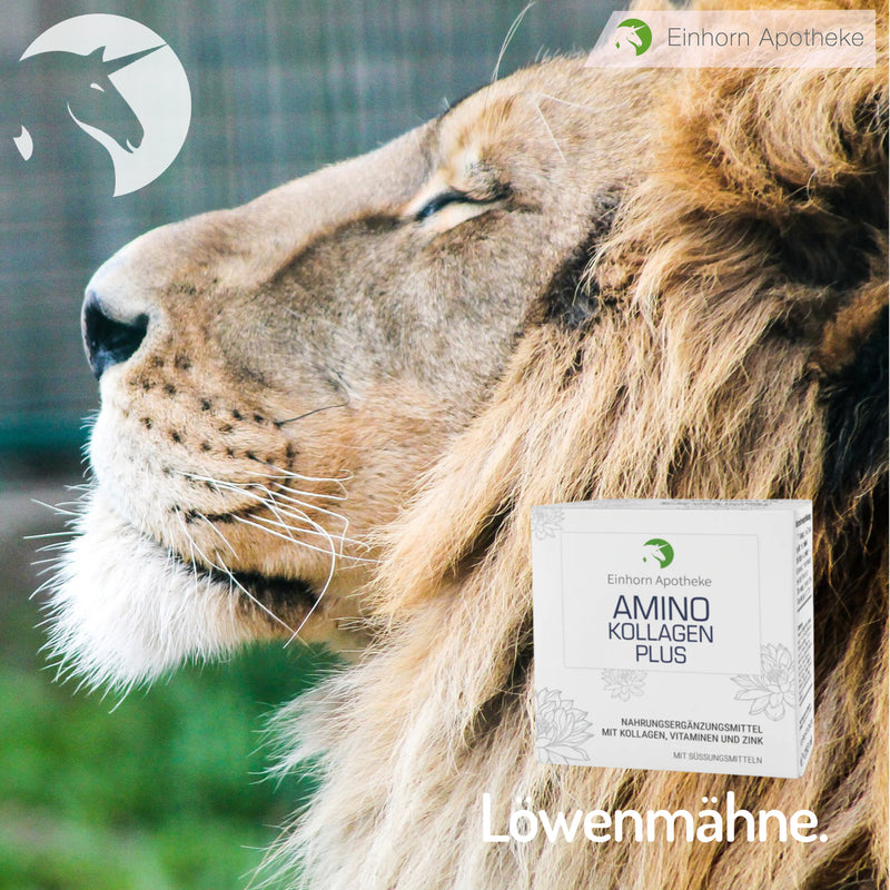 Amino Kollagen Plus Ampullen für deine Löwenmähne. 🦁